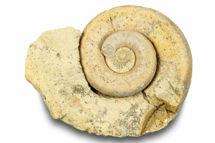 Ordovician Gastropod Fossil (Helicotoma) - Wisconsin #248623